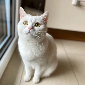 英雄联盟APP下载